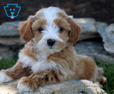 Fluffy apricot and white Maltipoo puppy relaxing on a flat stone, showing off its soft wavy coat and sweet expression with a rustic stone wall in the background.