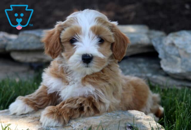 Fluffy apricot and white Maltipoo puppy relaxing on a flat stone, showing off its soft wavy coat and sweet expression with a rustic stone wall in the background. image