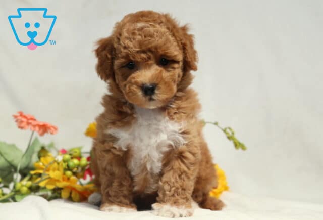 Major Bichpoo image