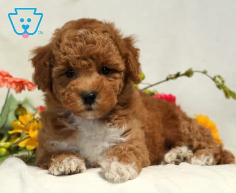 Major Bichpoo2