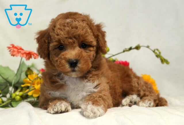 Major Bichpoo2 image