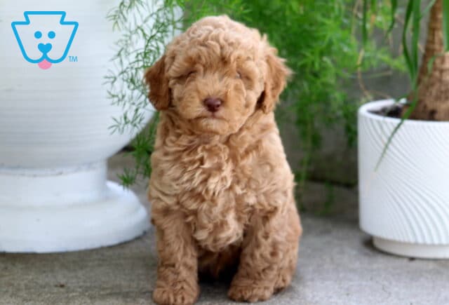 Major Cavapoo image
