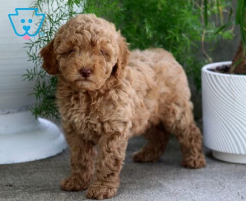 Major Cavapoo2