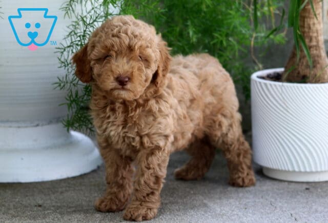 Major Cavapoo2 image