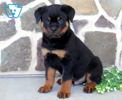 Handsome Rottweiler puppy sitting upright next to a cluster of white flowers, displaying a shiny black-and-tan coat, sturdy build, and alert eyes against a decorative stone wall background.
