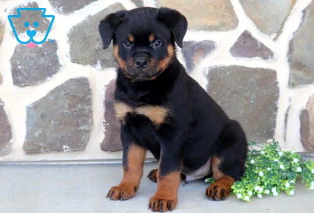 Handsome Rottweiler puppy sitting upright next to a cluster of white flowers, displaying a shiny black-and-tan coat, sturdy build, and alert eyes against a decorative stone wall background. image