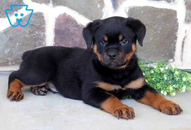 Beautiful Rottweiler puppy stretched out beside blooming white flowers, featuring rich black-and-tan markings, a broad head, and an attentive gaze while relaxing in front of a rustic stone wall. image