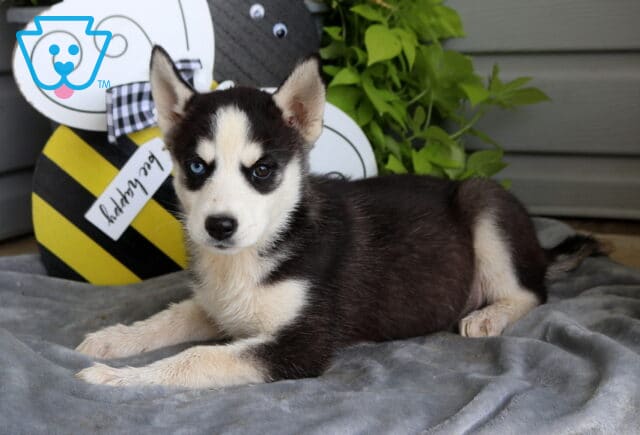 Black and white Siberian Husky puppy with striking blue eyes relaxing on a cozy gray blanket beside a cheerful bee garden decoration and lush greenery. image