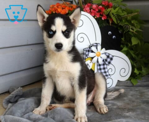 Black and white Siberian Husky puppy with one bright blue eye and one dark eye sitting alert on a soft gray blanket beside a whimsical bee-themed garden decoration and colorful flowers.