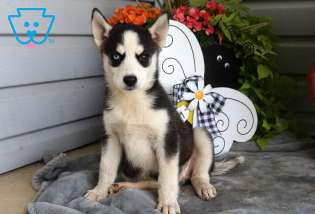 Black and white Siberian Husky puppy with one bright blue eye and one dark eye sitting alert on a soft gray blanket beside a whimsical bee-themed garden decoration and colorful flowers. image