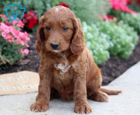 Maple Irishdoodle