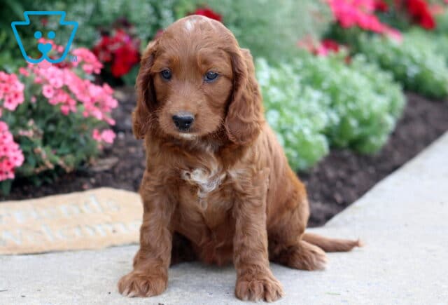 Maple Irishdoodle image