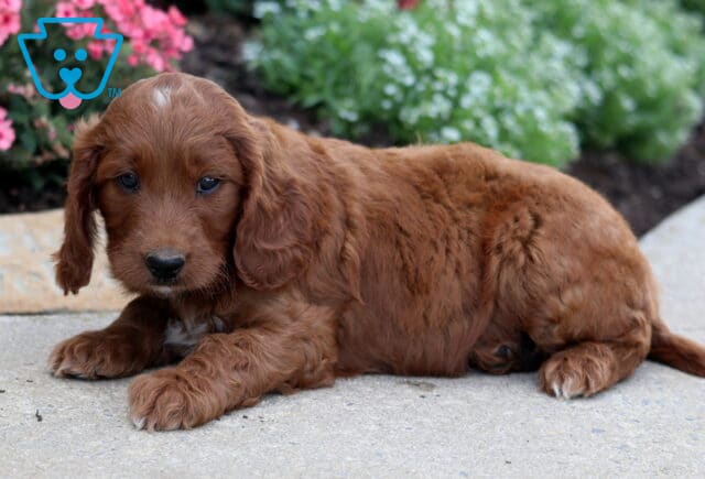 Maple Irishdoodle2 image
