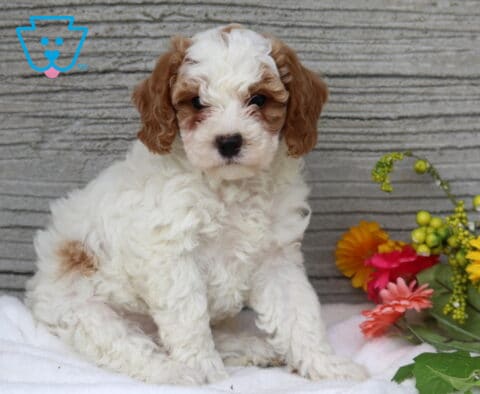 Marble Mini Poodle