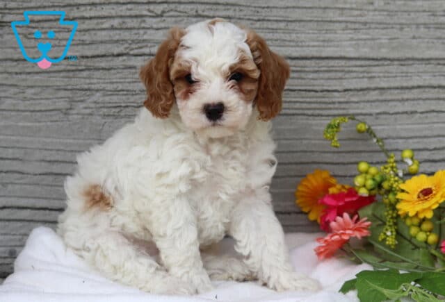 Marble Mini Poodle image