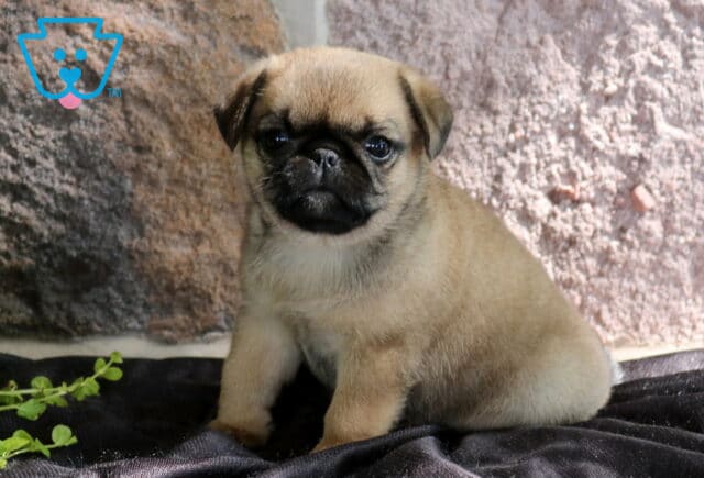 Precious fawn Jug puppy with a black mask sitting on a soft dark blanket, gazing forward with bright eyes against a rustic stone wall background. image