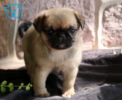 Cute fawn Jug puppy with a black muzzle standing on a dark blanket, looking attentively toward the camera with a curled tail and rustic stone wall backdrop.