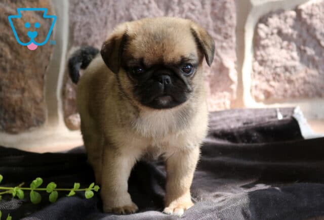 Cute fawn Jug puppy with a black muzzle standing on a dark blanket, looking attentively toward the camera with a curled tail and rustic stone wall backdrop. image