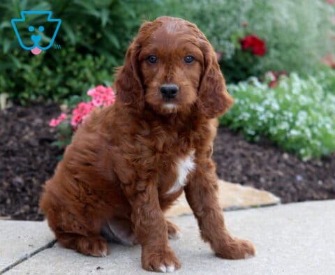 Marlow Irishdoodle