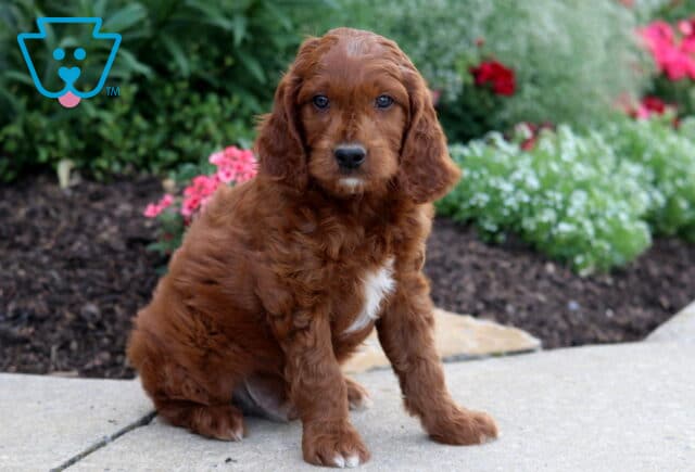 Marlow Irishdoodle image