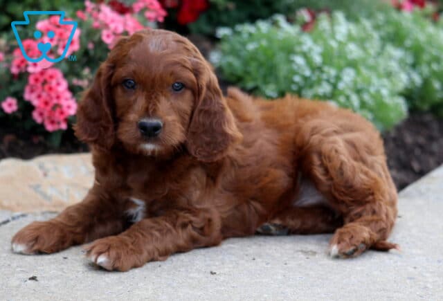 Marlow Irishdoodle2 image