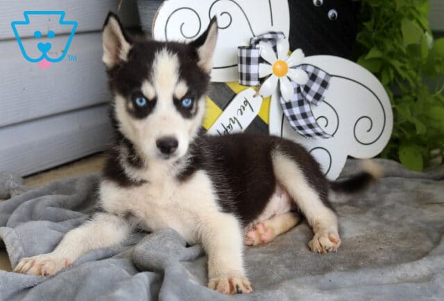 Bright blue-eyed Siberian Husky puppy relaxing on a soft gray blanket, showing off bold black and white markings beside a whimsical bee-themed garden decoration. image