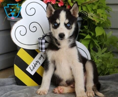 Blue-eyed Siberian Husky puppy sitting attentively on a soft gray blanket with classic black and white markings, framed by a cheerful bee-themed garden decoration and vibrant greenery.