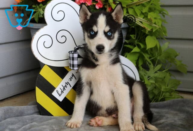 Blue-eyed Siberian Husky puppy sitting attentively on a soft gray blanket with classic black and white markings, framed by a cheerful bee-themed garden decoration and vibrant greenery. image