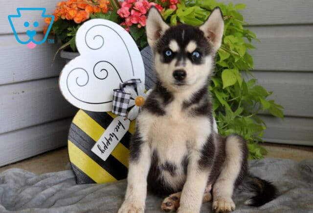 Alert Siberian Husky puppy with striking blue eyes sitting proudly on a gray blanket, showcasing a bold black and cream coat beside a whimsical bee-themed garden display. image