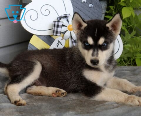 Blue-eyed Siberian Husky puppy relaxing on a soft gray blanket, showing off a sleek black and cream coat while gazing curiously beside a charming bee-themed garden decoration.