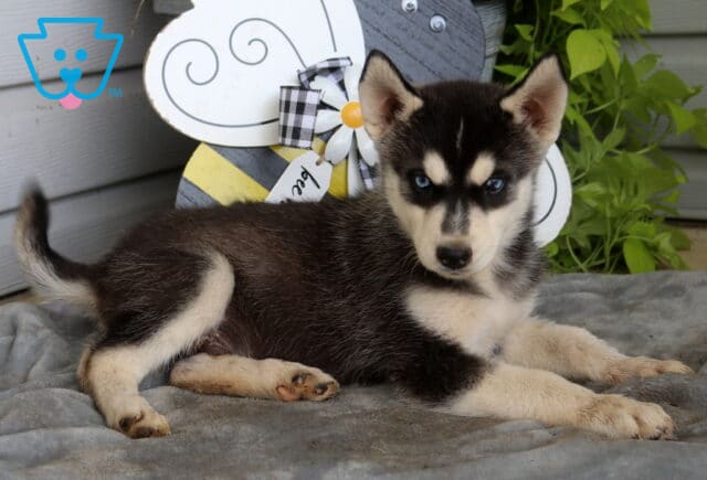 Blue-eyed Siberian Husky puppy relaxing on a soft gray blanket, showing off a sleek black and cream coat while gazing curiously beside a charming bee-themed garden decoration. image
