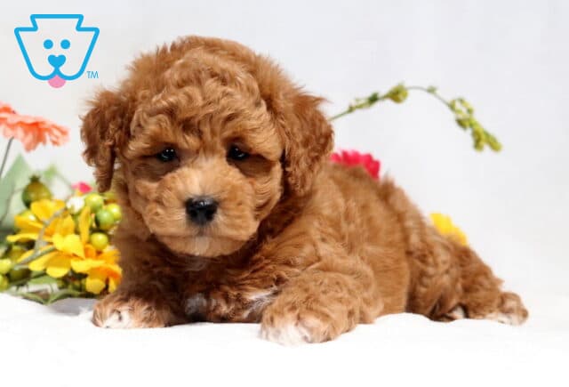 Mason Bichpoo image