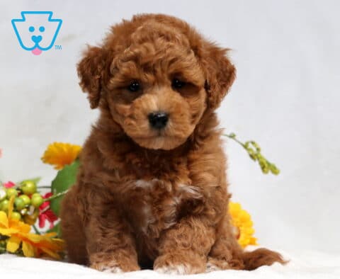 Mason Bichpoo2