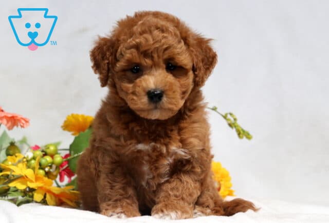 Mason Bichpoo2 image