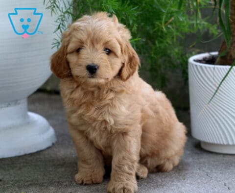 Mason Cavapoo