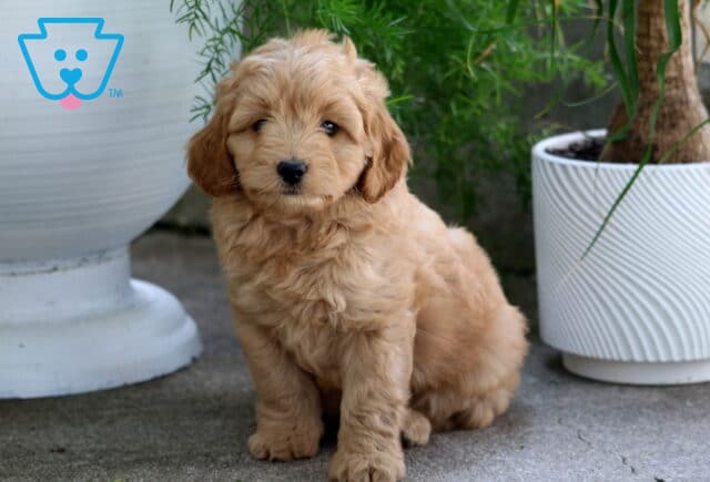 Mason Cavapoo image