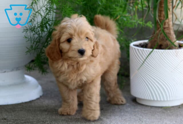 Mason Cavapoo2 image