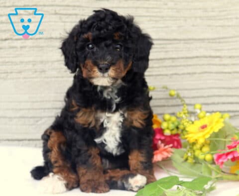 Mason Mini Poodle
