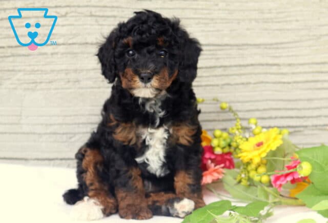 Mason Mini Poodle image