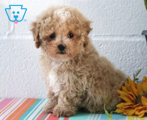 Max Maltipoo