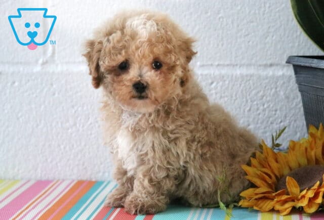 Max Maltipoo image