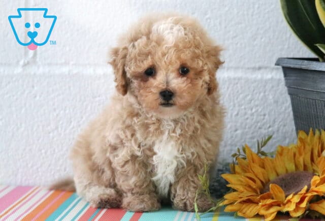 Max Maltipoo2 image