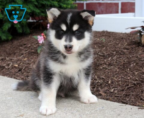 Max Pomsky
