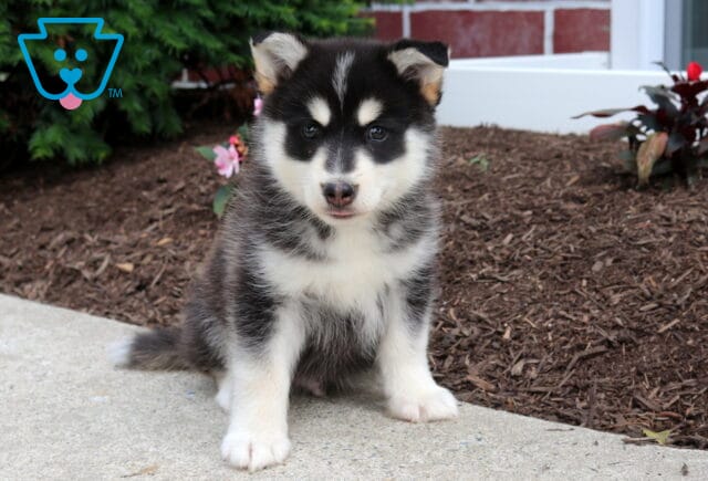 Max Pomsky image