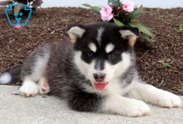 Max Pomsky2 image