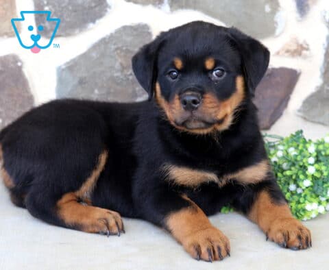 Adorable Rottweiler puppy resting beside a cluster of white flowers, showing off a shiny black-and-tan coat, sturdy paws, and an attentive expression against a rustic stone wall backdrop.