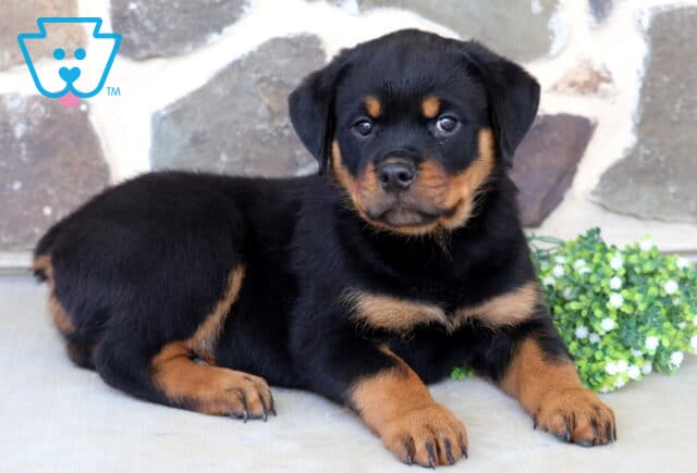 Adorable Rottweiler puppy resting beside a cluster of white flowers, showing off a shiny black-and-tan coat, sturdy paws, and an attentive expression against a rustic stone wall backdrop. image