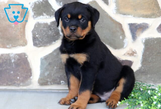 Alert Rottweiler puppy sitting proudly beside delicate white flowers, featuring rich black-and-tan markings, a broad muzzle, and a confident gaze in front of a natural stone wall. image