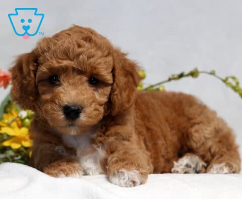 Maxwell Bichpoo