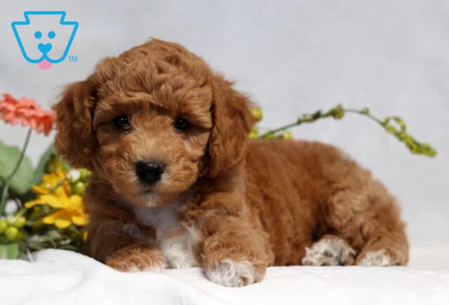 Charming apricot Bichpoo puppy lounging on a white blanket with colorful flowers in the background, featuring a soft curly coat, white chest markings, and an irresistibly cuddly teddy bear appearance. image